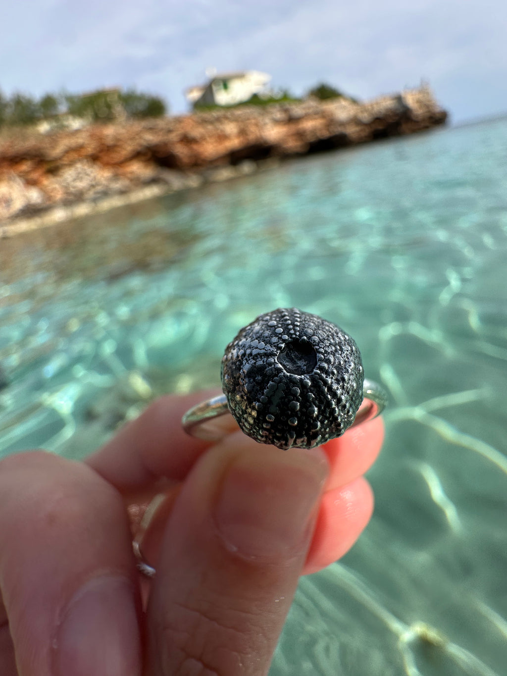Anillo Erizo de Mar