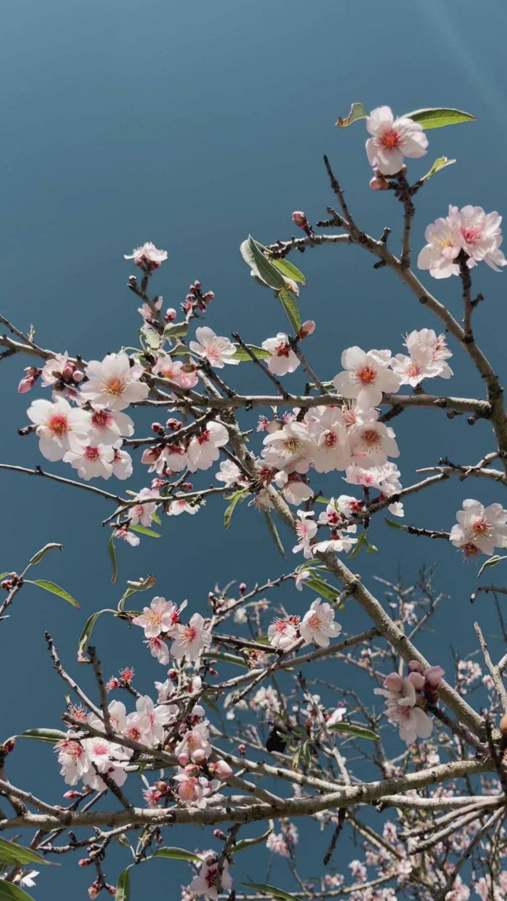 Colgante flor de almendro